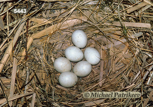 Northern Harrier (Circus hudsonius)